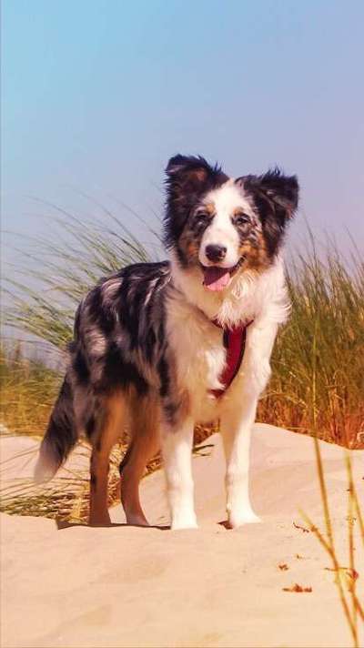 Aussies-Beitrag-Bild