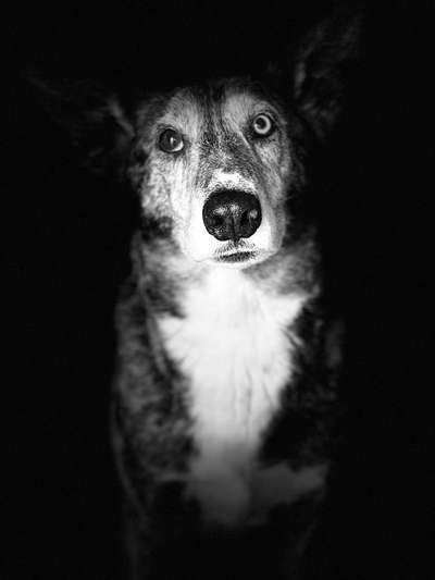 Dein Hund im Dogorama-Kalender 2021-Beitrag-Bild