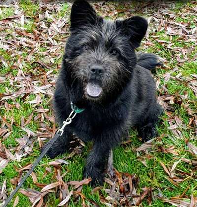 Mischlingshunde Foto Aufruf-Beitrag-Bild