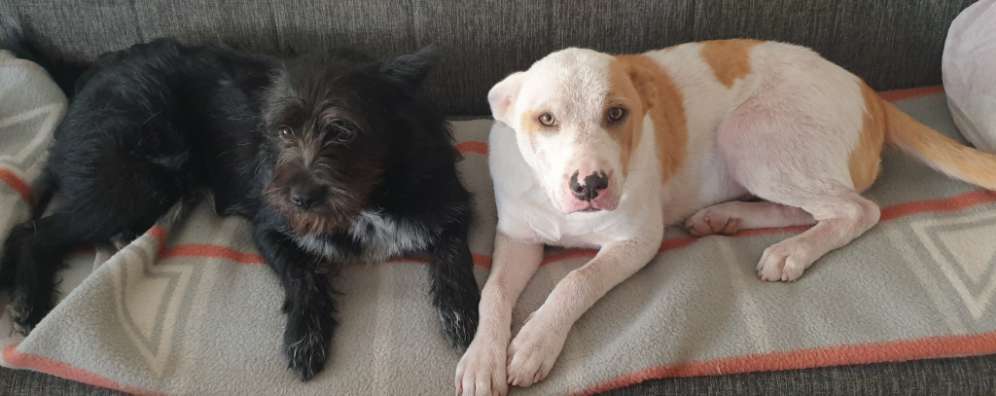 Die Dogorama Wochen Challenge "Friends will be Friends"-Beitrag-Bild