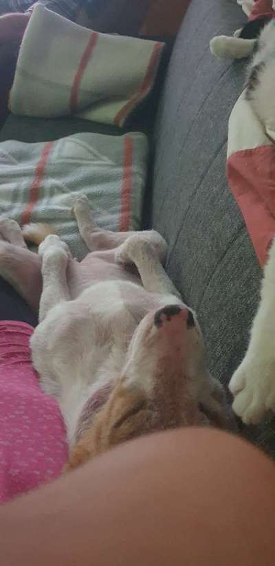 Mischlingshunde Foto Aufruf-Beitrag-Bild