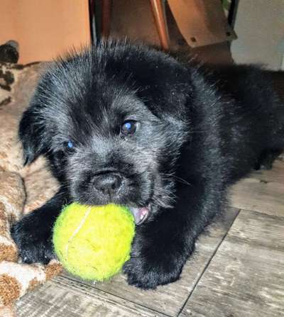 Welpen Bilder !-Beitrag-Bild