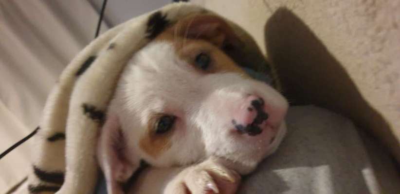 Welpen Bilder !-Beitrag-Bild