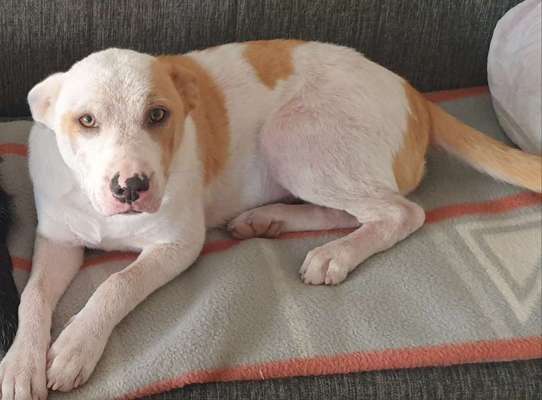 Mischlingshunde Foto Aufruf-Beitrag-Bild