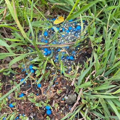 Giftköder-Blaukorn-Bild