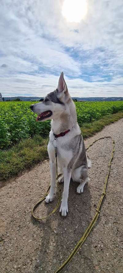 Hundetreffen-Wolfhunde-Bild
