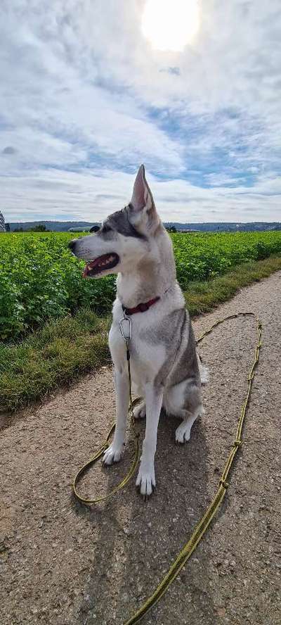 Hundetreffen-Wolfshunde-Bild