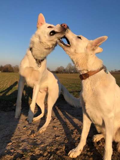 Lustigsten Grimassen von euren Hunden-Beitrag-Bild