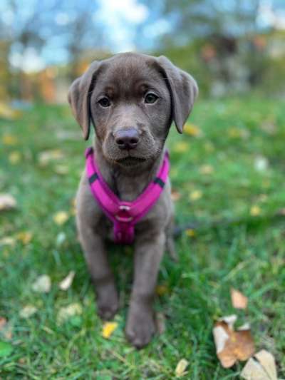 Hundetreffen-Hundefreunde gesucht-Bild