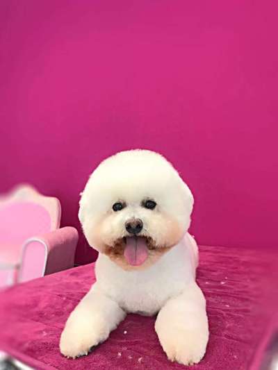 Fotochallenge Nr. 59 - Mein Hund zeigt die Zunge-Beitrag-Bild