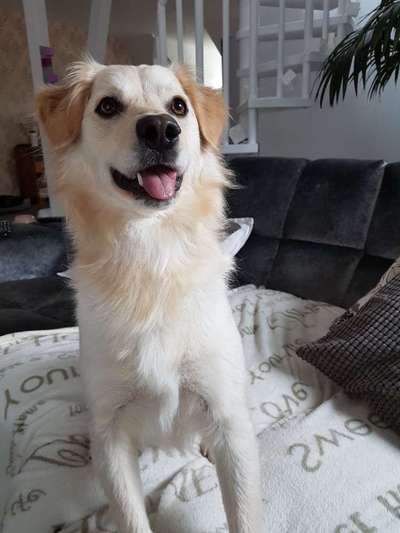 Fotochallenge Nr. 59 - Mein Hund zeigt die Zunge-Beitrag-Bild