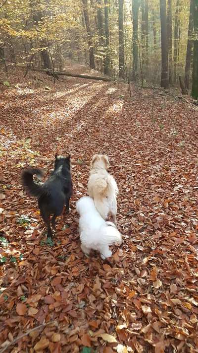 Hundeauslaufgebiet-Hollmuth Wald-Bild