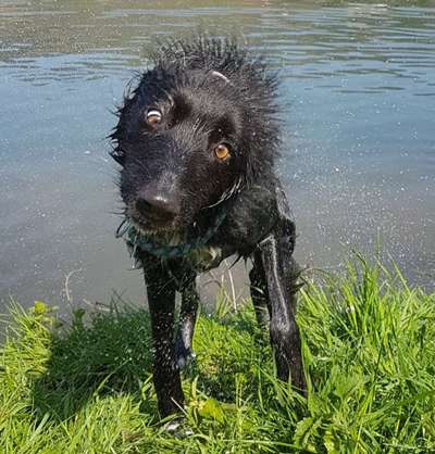 Hund"kreativ" in Szene gesetzt, Fotobomb u.a.-Beitrag-Bild