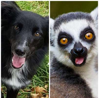 Fotochallenge Nr. 59 - Mein Hund zeigt die Zunge-Beitrag-Bild