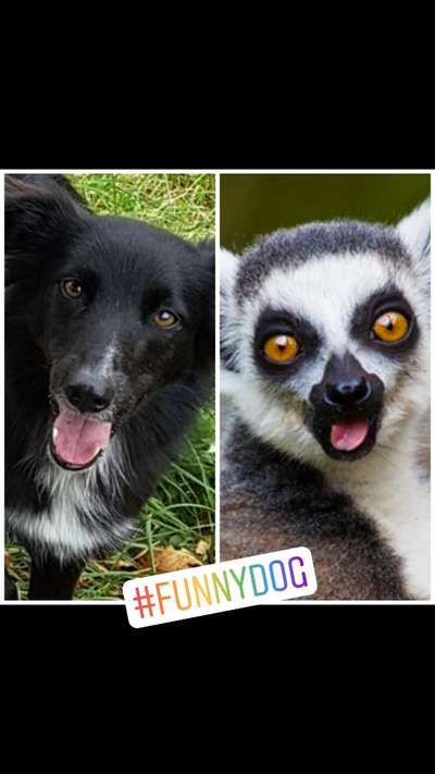 Hund"kreativ" in Szene gesetzt, Fotobomb u.a.-Beitrag-Bild