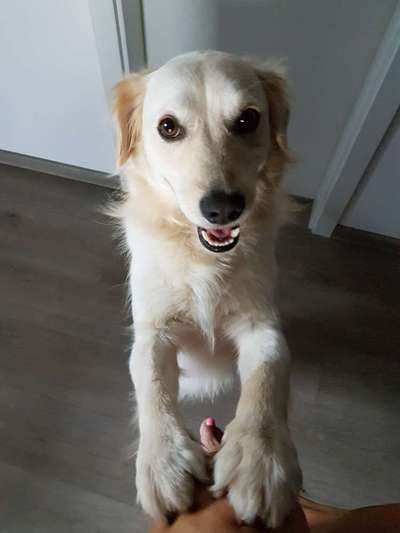 Wo sind die Golden Retriever Liebhaber?-Beitrag-Bild