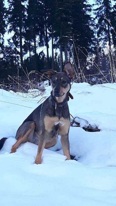 Dein Hund im Dogorama-Kalender 2021-Beitrag-Bild