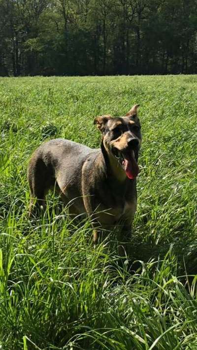 Dein Hund im Dogorama-Kalender 2021-Beitrag-Bild