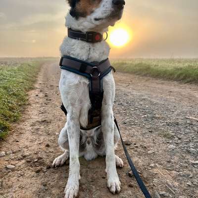 Hundetreffen-Spiel und Trainingspartner-Bild