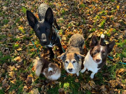 Hundetreffen-Gemeinsames Gassigehen-Bild
