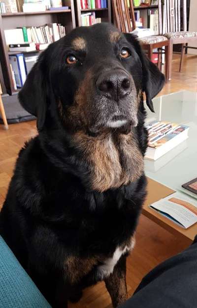 Appenzeller Sennenhunde-Beitrag-Bild