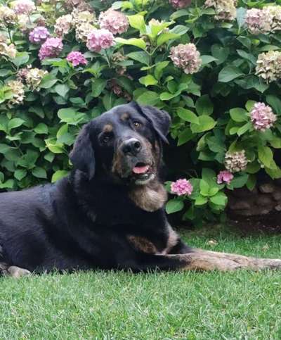 Appenzeller Sennenhunde-Beitrag-Bild