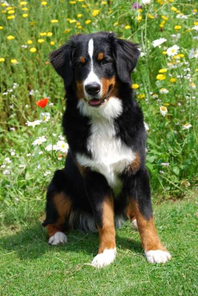 Die Dogorama Kalender Challenge Teil 3/4-Beitrag-Bild