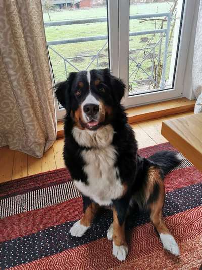 Berner Sennen-Beitrag-Bild