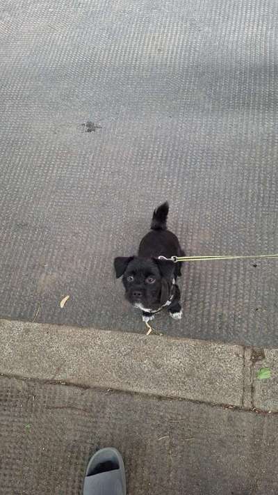 Unsere Fellnasen-Vielfalt im Überblick!-Beitrag-Bild