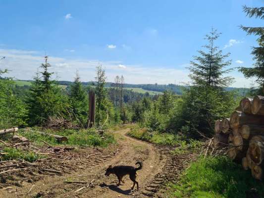 Hundetreffen-Gassirunde Heseln/Oesingen-Bild