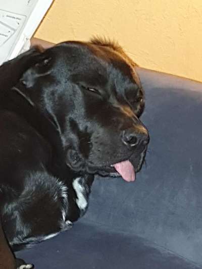 Dogorama Photo Challenge - Portrait-Beitrag-Bild