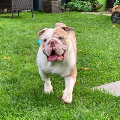 Hundetreffen-Horst sucht eine/n bullige/n Spiel- und Spazierpartner/in-Bild