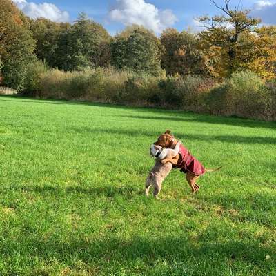 Hundetreffen-Horst sucht eine/n bullige/n Spiel- und Spazierpartner/in-Bild