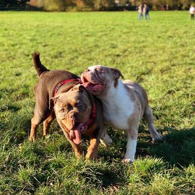 Hundetreffen-Bulldoggen Treff-Bild