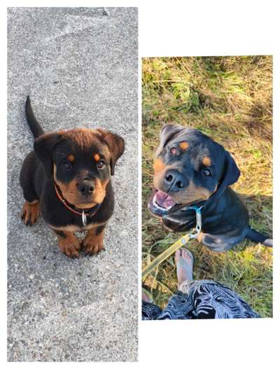 Welpenfotos-Beitrag-Bild