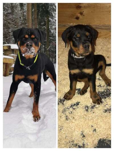 Welpenfotos-Beitrag-Bild