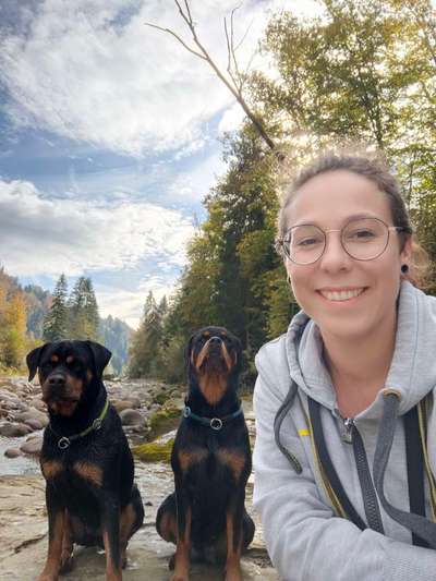 Rottweiler-Beitrag-Bild