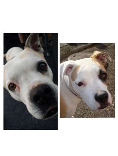 Welpenfotos-Beitrag-Bild