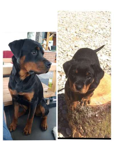 Welpenfotos-Beitrag-Bild