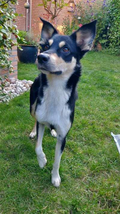 Mischlingshunde Foto Aufruf-Beitrag-Bild