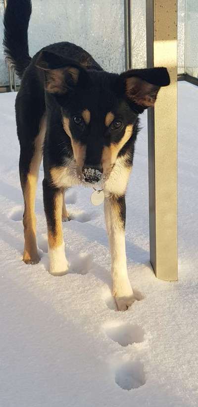 Die Dogorama Kalender Challenge Teil 2/4-Beitrag-Bild