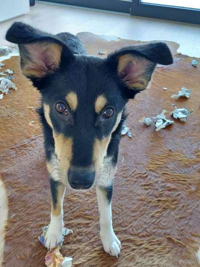 CHALLENGE NR. 19 - Der Hundeblick-Beitrag-Bild