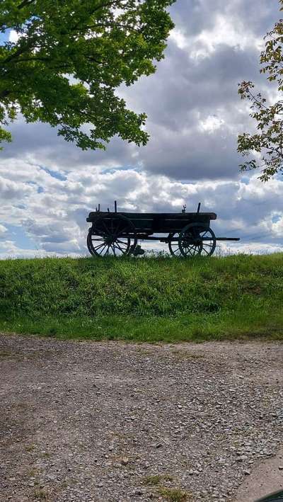 Die wunderschöne Welt mit Hund.-Beitrag-Bild