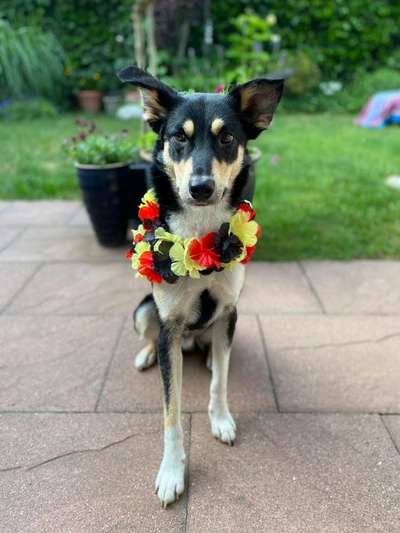 Die Dogorama Wochen Challenge-Beitrag-Bild