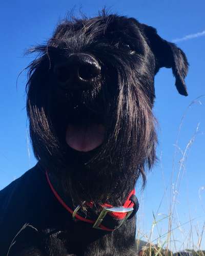 Handy Fotochallenge Nr. 52: Dein Hund mit blauem Himmel-Beitrag-Bild
