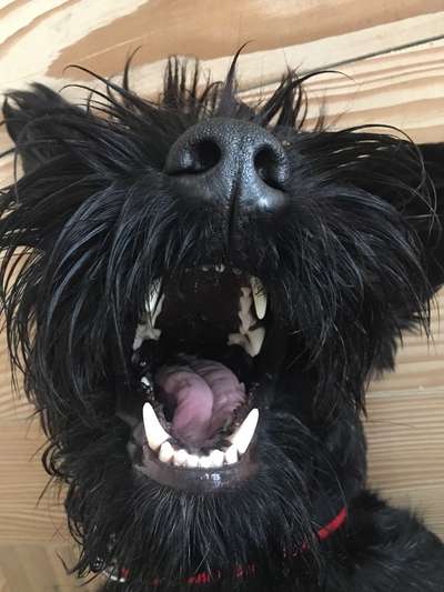 Zeigt mir die tollste Nahaufnahme von eurer Fellnase-Beitrag-Bild