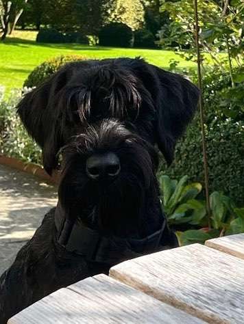 Dogorama Photo Challenge - Portrait-Beitrag-Bild