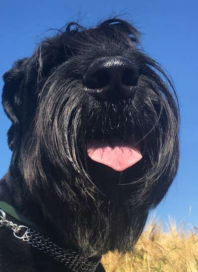 18. Collagen Challenge - Zunge raus!-Beitrag-Bild