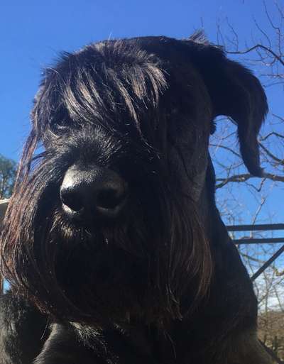 Black dogs are beautiful-Beitrag-Bild