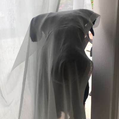 Dogorama Photo Challenge - Durchblick-Beitrag-Bild